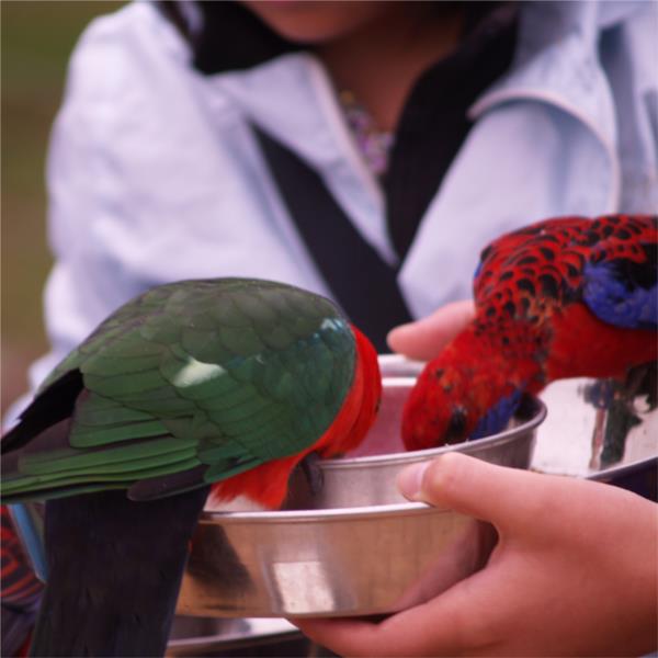 Bird Keeping (Aviculture)