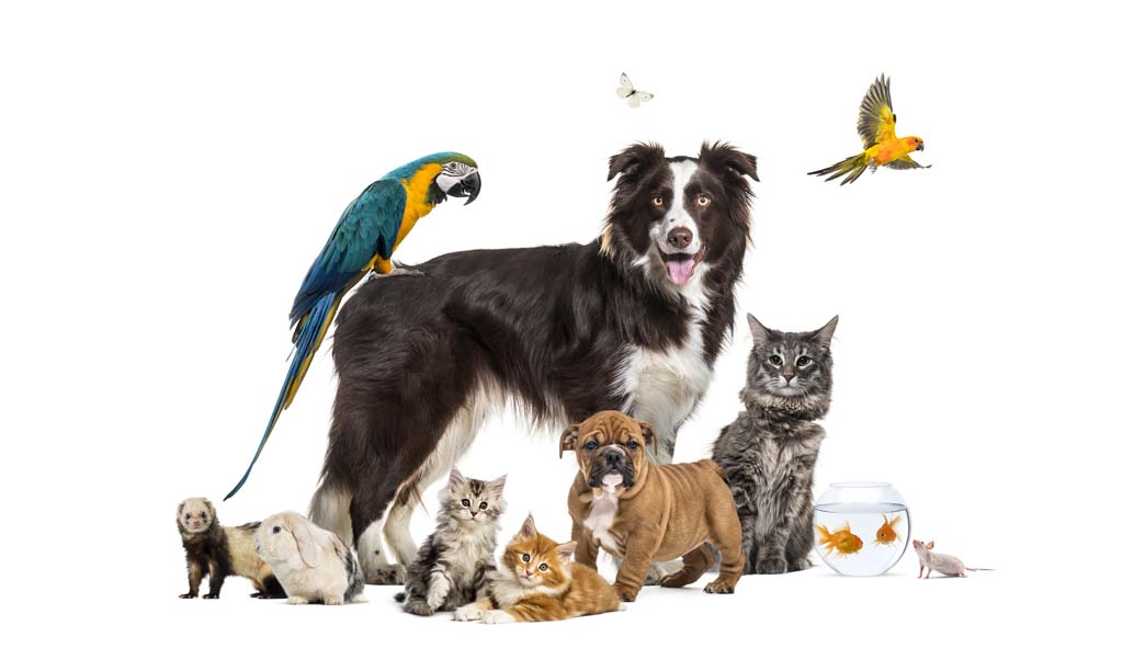 Choosing a Pet to Suit Your Lifestyle