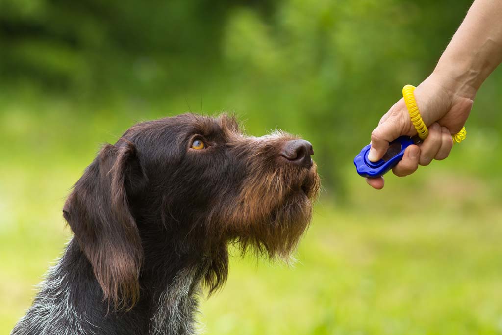 Dog Behavioural Problems And How To Deal With Them  