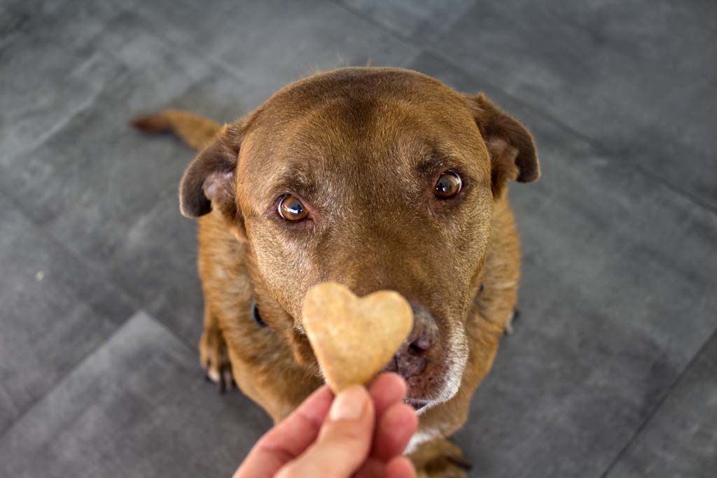 Feeding Your Pets 