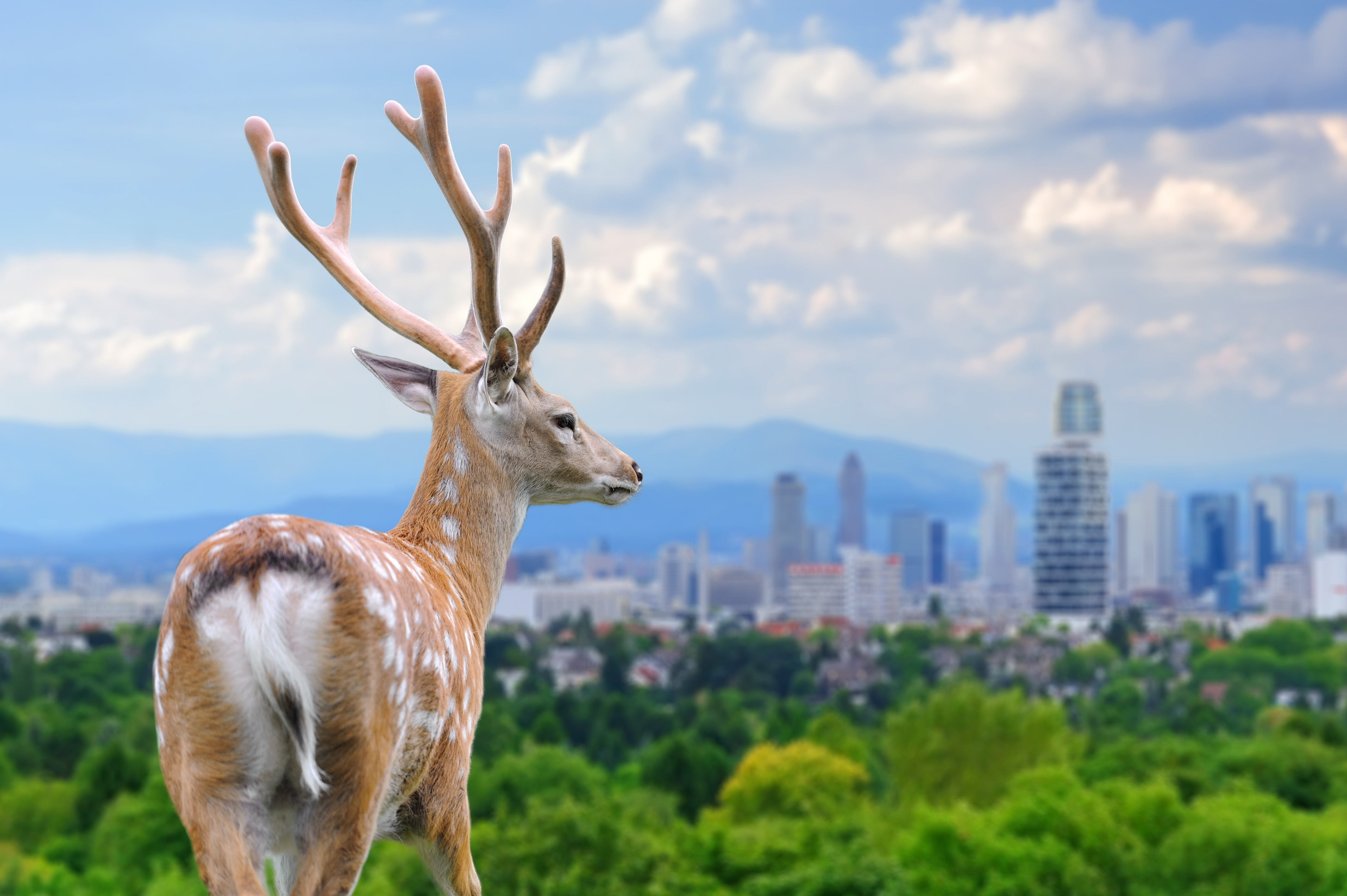 How to Manage Wildlife in Urban Areas