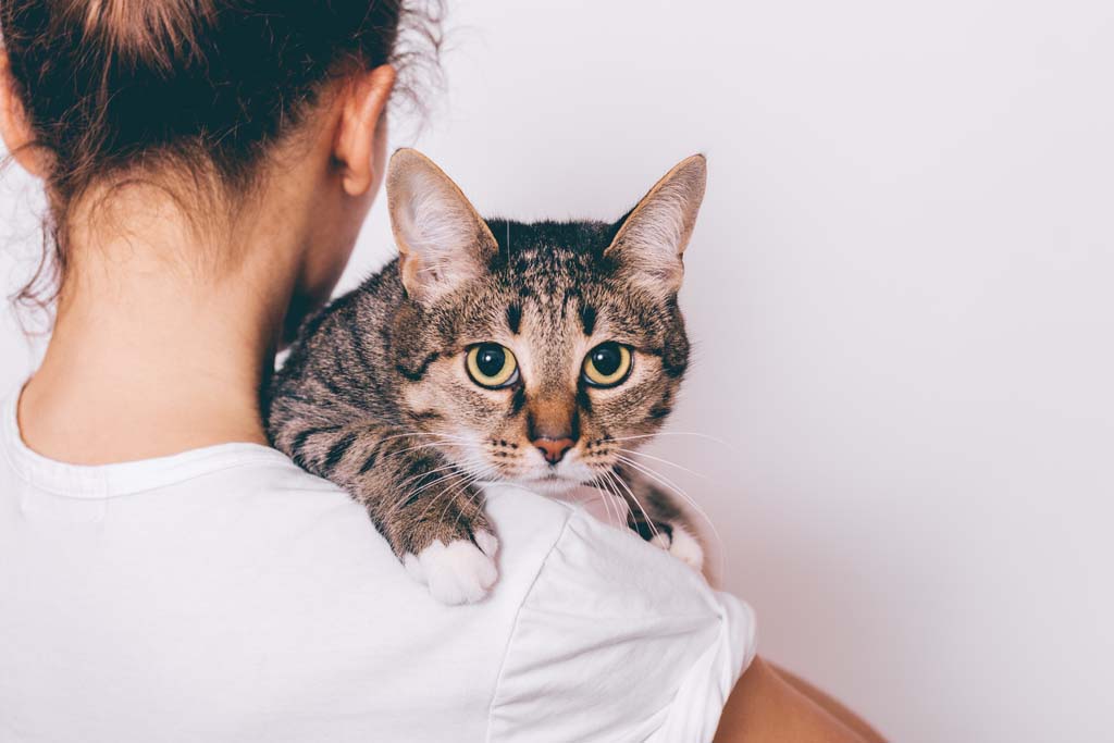Tips for Training Cats -Overcoming Cat Behaviour Problems