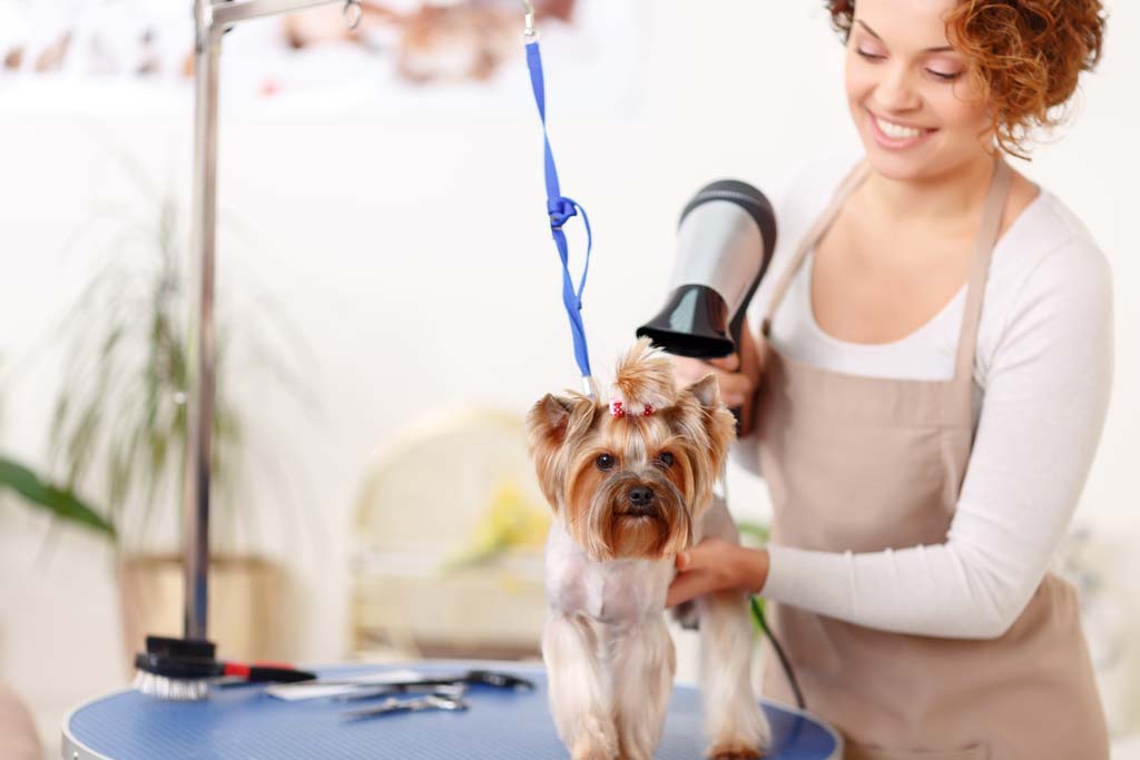 Types of Pet Care Services - Groomers